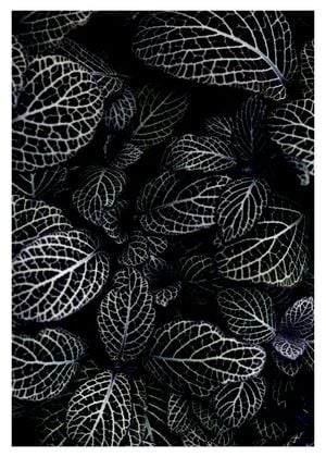 Acanthaceae Leaves