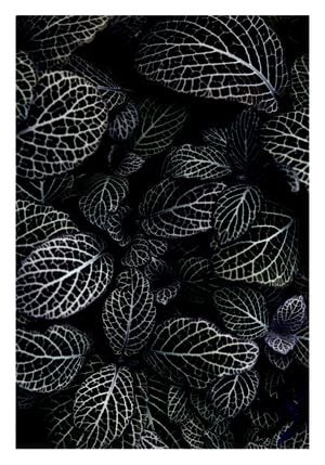 Acanthaceae Leaves 70x100