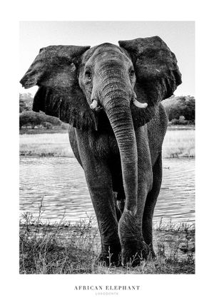African Elephant 21x30