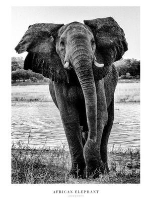 African Elephant 30x40