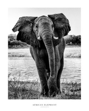 African Elephant 40x50