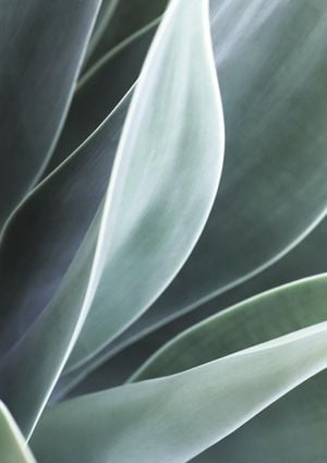Agave Agave 21x30