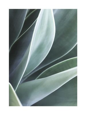 Agave Agave 30x40