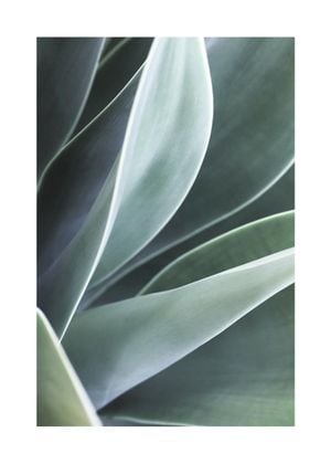 Agave Agave