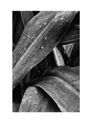 Agave Darkness 30x40