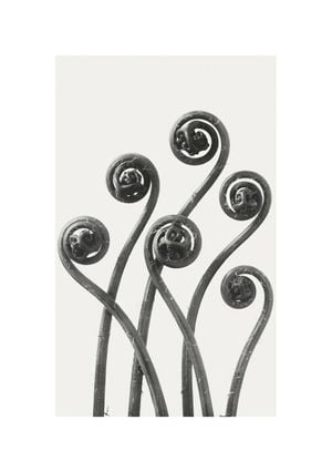 American Maiden Hair Fern By Karl Blossfeldt 21x30