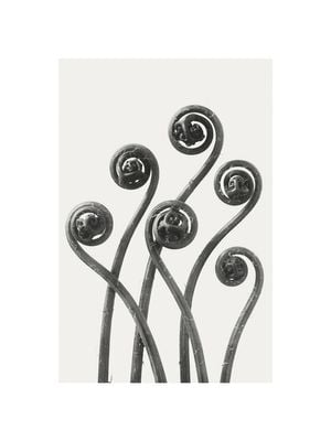 American Maiden Hair Fern By Karl Blossfeldt 30x40