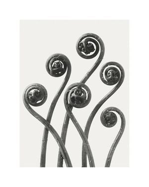 American Maiden Hair Fern By Karl Blossfeldt 40x50