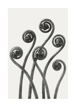 American Maiden Hair Fern By Karl Blossfeldt