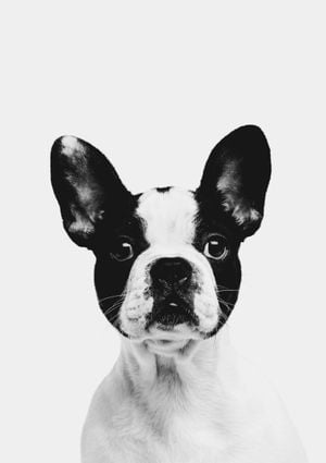 Animal Front Bulldog 21x30