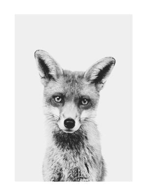 Animal Front Fox 30x40