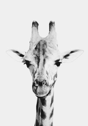 Animal Front Giraffe 21x30