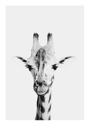 Animal Front Giraffe