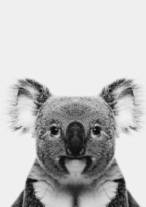 Animal Front Koala 21x30