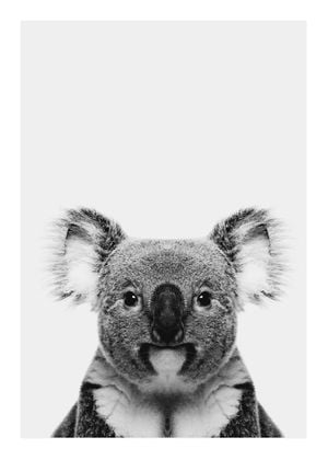Animal Front Koala