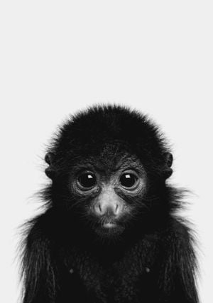 Animal Front Monkey 21x30