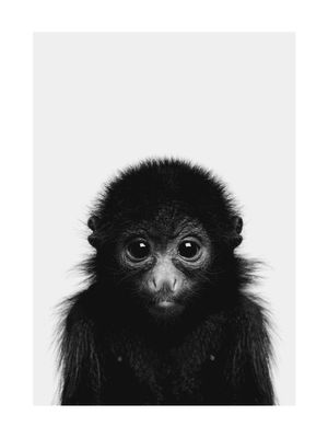 Animal Front Monkey 30x40