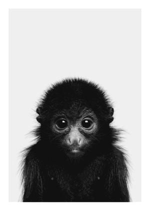 Animal Front Monkey