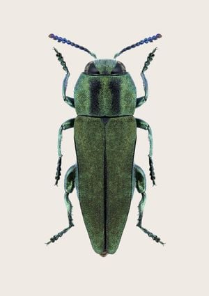 Anthaxia Green Beetle 21x30
