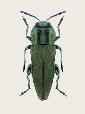 Anthaxia Green Beetle 30x40