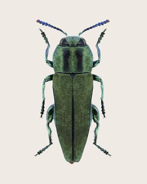 Anthaxia Green Beetle 40x50