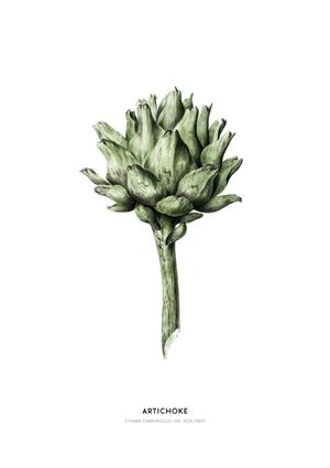 Artichoke Illustration 21x30