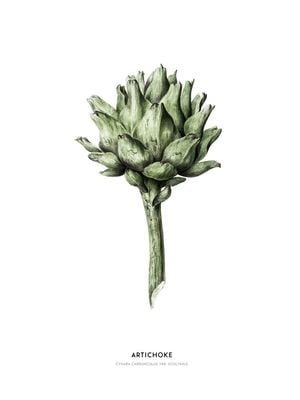 Artichoke Illustration 30x40
