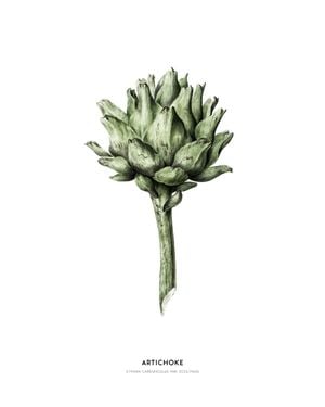 Artichoke Illustration 40x50
