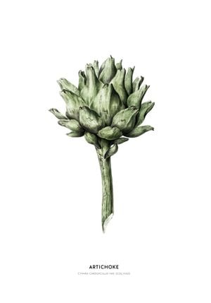 Artichoke Illustration 70x100
