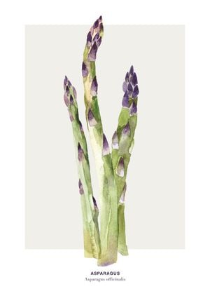Asparagus 21x30