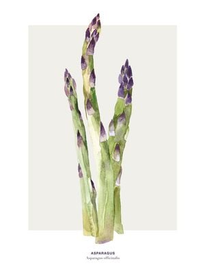Asparagus 30x40