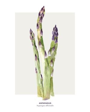 Asparagus 40x50