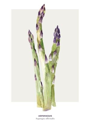 Asparagus
