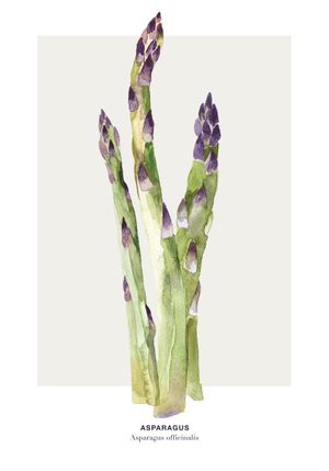 Asparagus 70x100