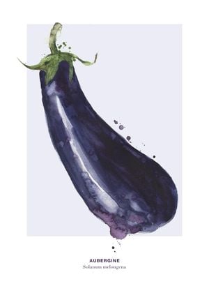 Aubergine