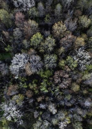Autumn Forest