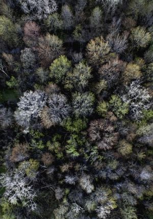 Autumn Forest 70x100