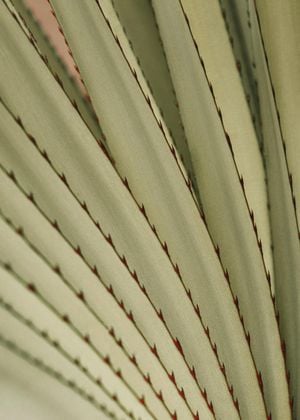 Autumn Palm 3