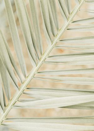 Autumn Palm