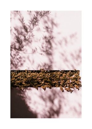 Autumn Shadow