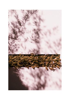 Autumn Shadow 70x100