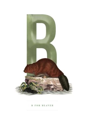 B For Beaver 21x30