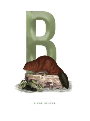 B For Beaver 30x40