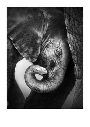 Baby Elephant 21x30