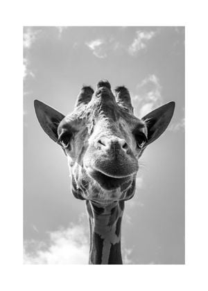 Baby Giraffe