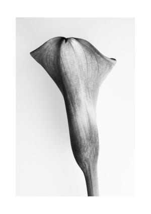 Back Side Of A Young Lily 21x30