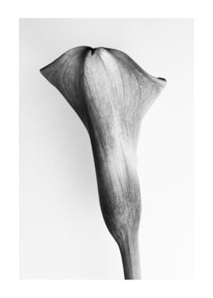 Back Side Of A Young Lily