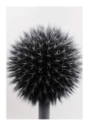 Ball Plant Black And White 21x30