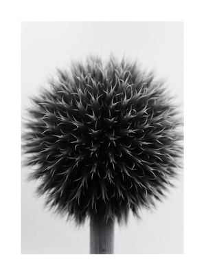 Ball Plant Black And White 30x40