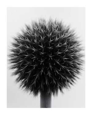 Ball Plant Black And White 40x50